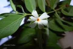 Nyctanthes arbor-tristis